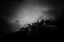 Пастырь добрый — Марианна Ли