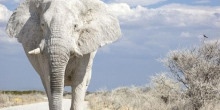 Белые слоны — Эрнест Хемингуэй