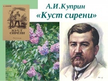 Куст сирени — Александр Куприн